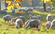Schafe auf dem ehemaligen Truppenübungsplatz