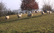 Schafe weiden